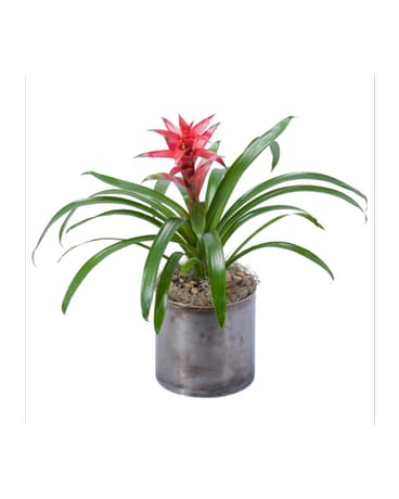 June Plant Bromeliad